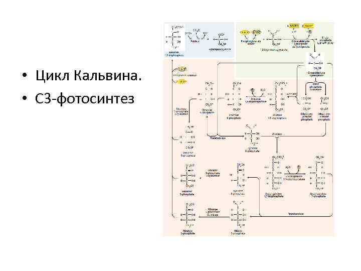  • Цикл Кальвина. • С 3 -фотосинтез 