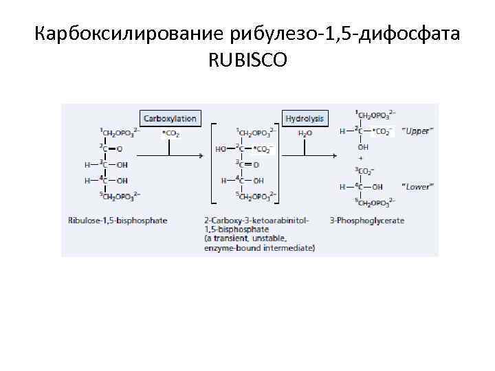 Карбоксилирование рибулезо-1, 5 -дифосфата RUBISCO 