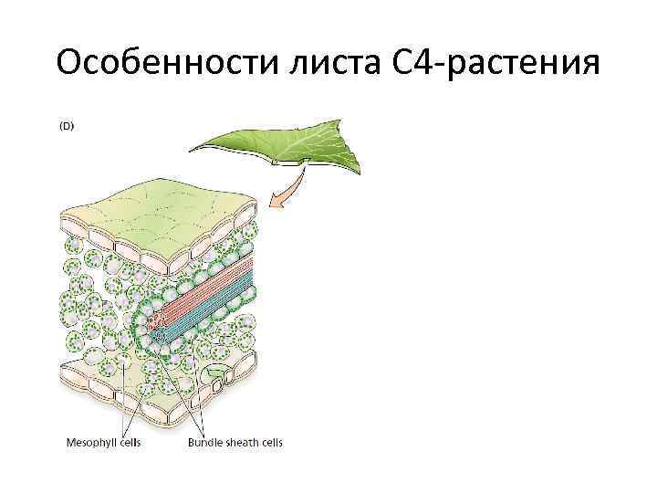 Особенности листа С 4 -растения 