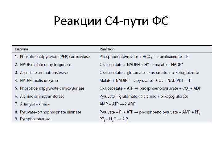 Реакции С 4 -пути ФС 