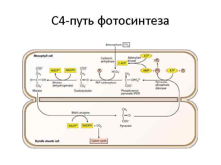 С 4 -путь фотосинтеза 