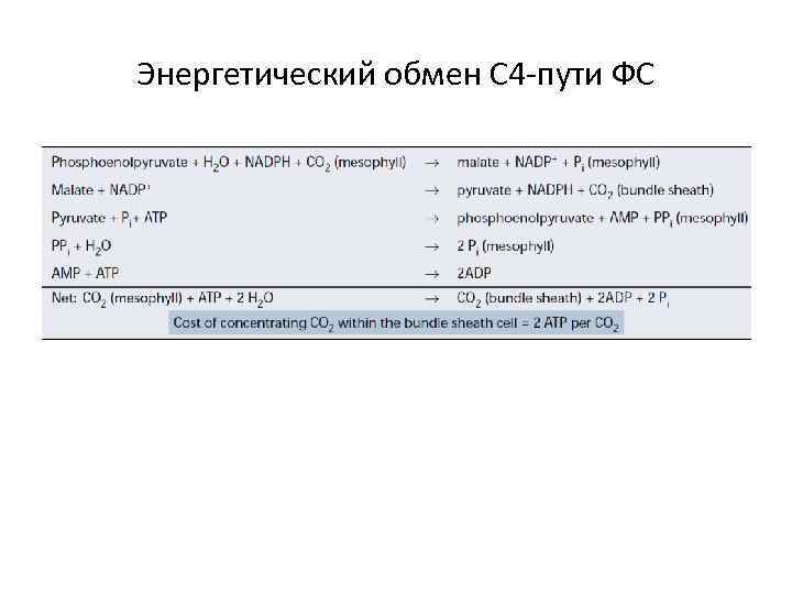 Энергетический обмен С 4 -пути ФС 