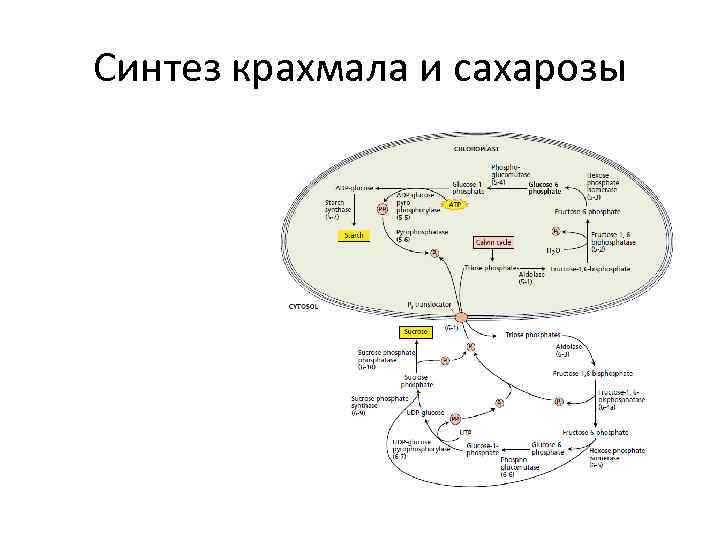 Синтез крахмала и cахарозы 