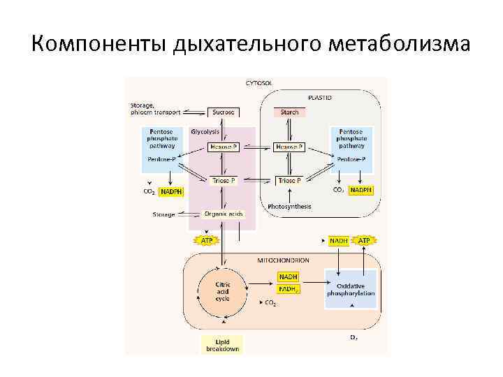 Компоненты дыхательного метаболизма 