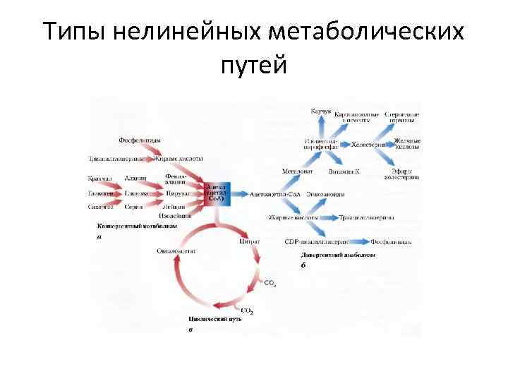 Типы нелинейных метаболических путей 