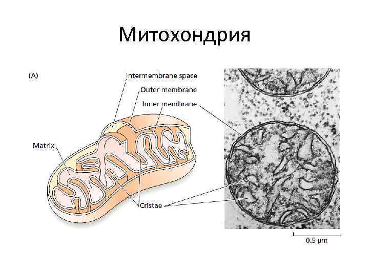 Митохондрия 