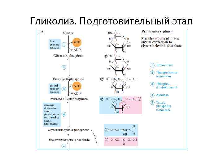 Гликолиз. Подготовительный этап 