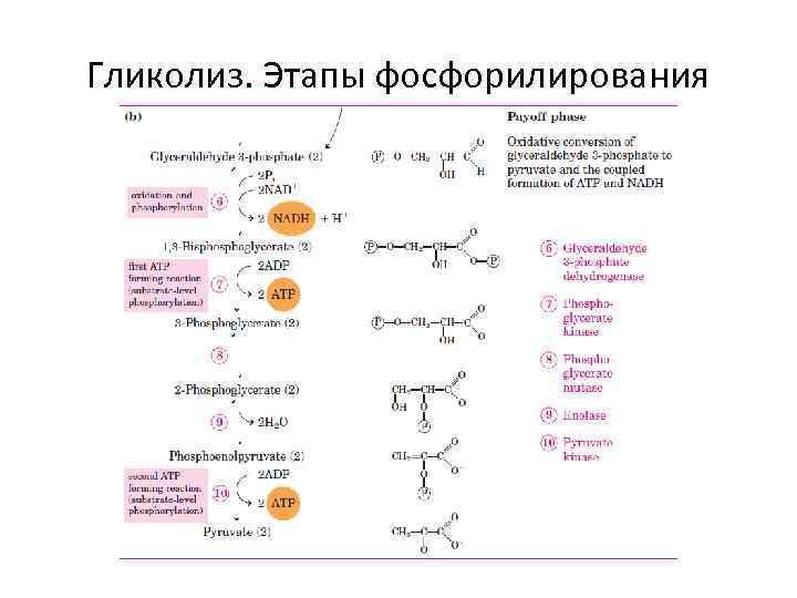 Гликолиз последовательность реакций. Схема гликолиза биохимия. Фосфорилирование Серина реакция. Фосфорилирование белков биохимия.