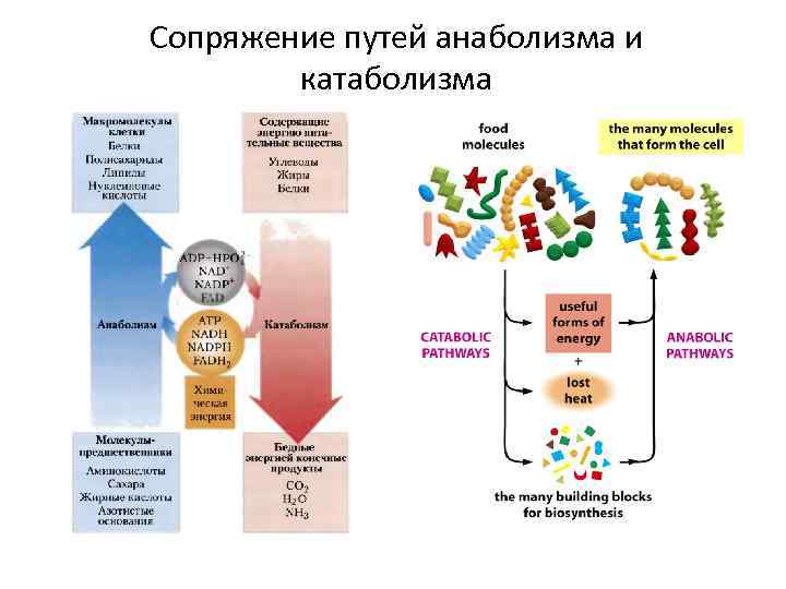 Сопряжение путей анаболизма и катаболизма 