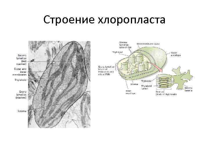 Строение хлоропласта 