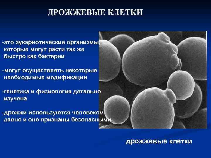 ДРОЖЖЕВЫЕ КЛЕТКИ -это эукариотические организмы, которые могут расти так же быстро как бактерии -могут