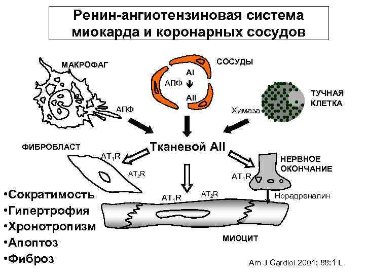 Ренин-ангиотензиновая система миокарда и коронарных сосудов СОСУДЫ МАКРОФАГ АI АПФ AII АПФ ФИБРОБЛАСТ Химаза