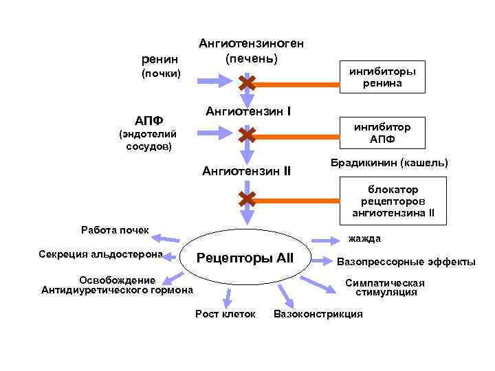 ренин Ангиотензиноген (печень) (почки) АПФ ингибиторы ренина Ангиотензин I ингибитор АПФ (эндотелий сосудов) Ангиотензин