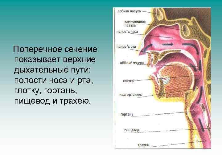Поперечное сечение показывает верхние дыхательные пути: полости носа и рта, глотку, гортань, пищевод и