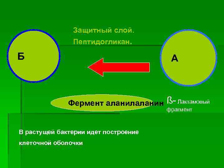 Защитный слой. Пептидогликан. Б А Фермент аланилаланин В растущей бактерии идет построение клеточной оболочки