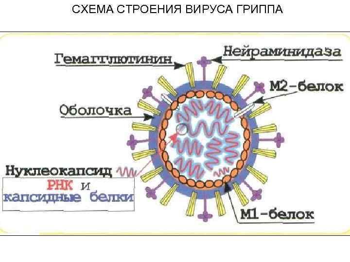 СХЕМА СТРОЕНИЯ ВИРУСА ГРИППА 