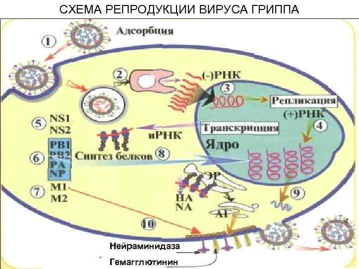 СХЕМА РЕПРОДУКЦИИ ВИРУСА ГРИППА Нейраминидаза Гемагглютинин 