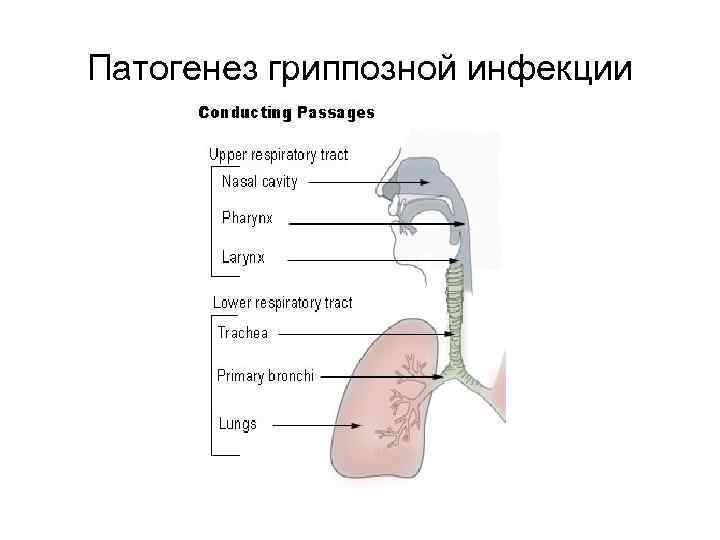 Патогенез гриппозной инфекции 