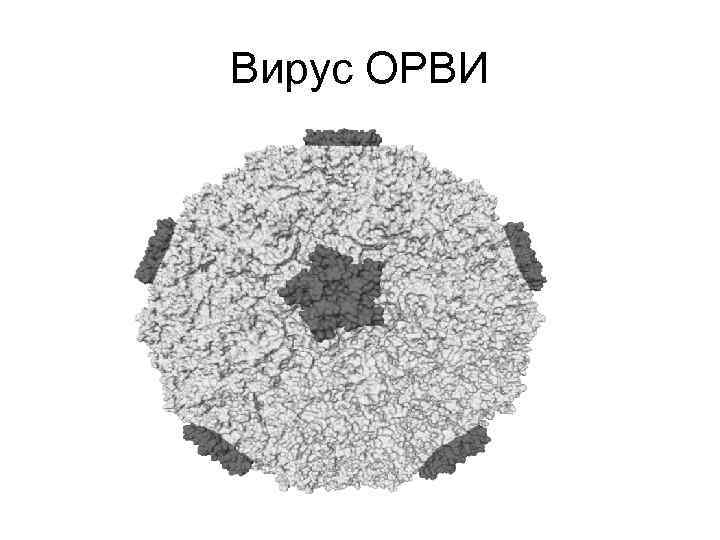 Вирус ОРВИ 