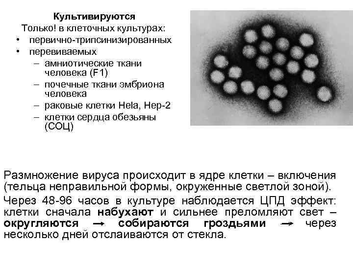 Культивируются Только! в клеточных культурах: • первично-трипсинизированных • перевиваемых – амниотические ткани человека (F