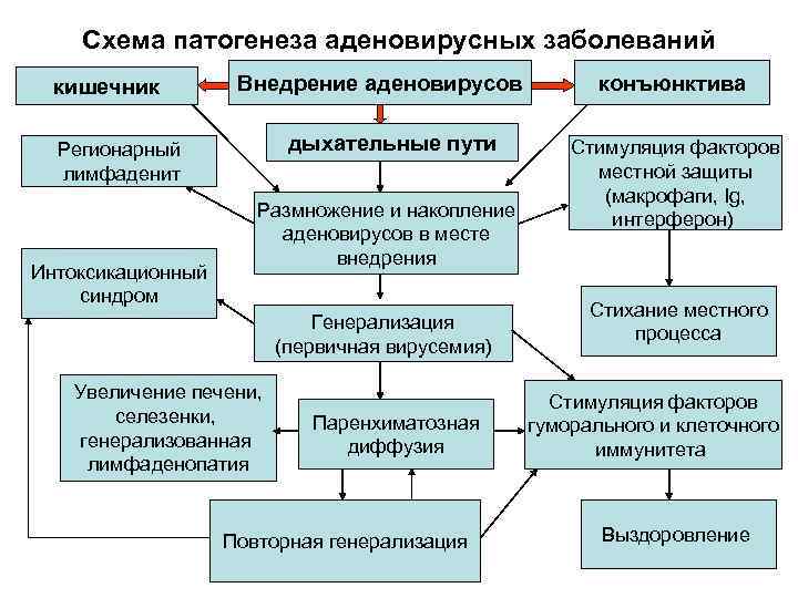 Схема патогенеза аденовирусных заболеваний кишечник Внедрение аденовирусов дыхательные пути Регионарный лимфаденит Интоксикационный синдром Размножение