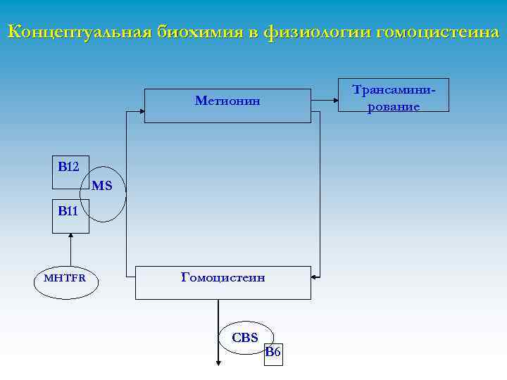 Концептуальная биохимия в физиологии гомоцистеина Трансаминирование Метионин В 12 MS В 11 MHTFR Гомоцистеин