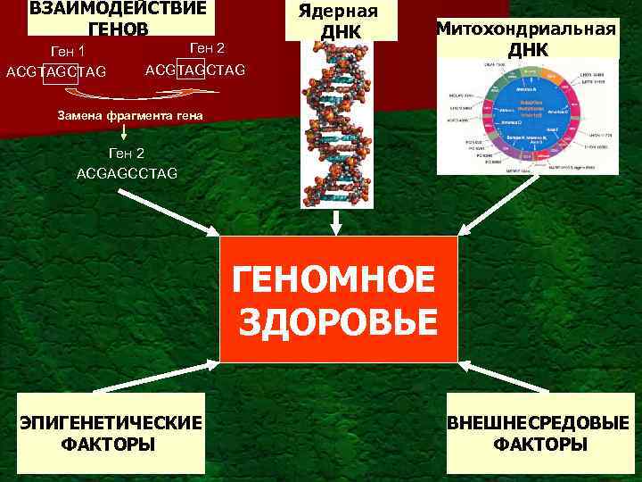 ВЗАИМОДЕЙСТВИЕ ГЕНОВ Ген 1 ACGTAGCTAG Ядерная ДНК Ген 2 Митохондриальная ДНК ACGTAGCTAG Замена фрагмента