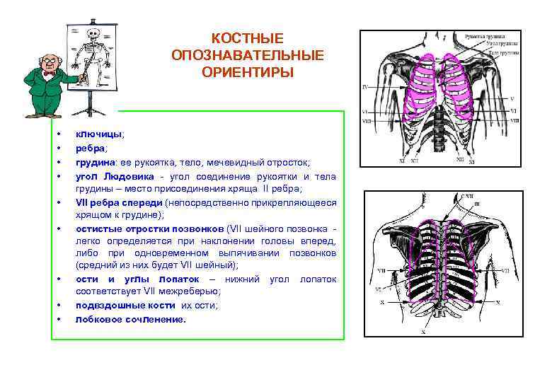 Площадь поверхности грудной клетки у человека 0. Мечевидный отросток грудины рентген. Угол Людовика. Угол Людовика как определить. Ориентиры грудной клетки.