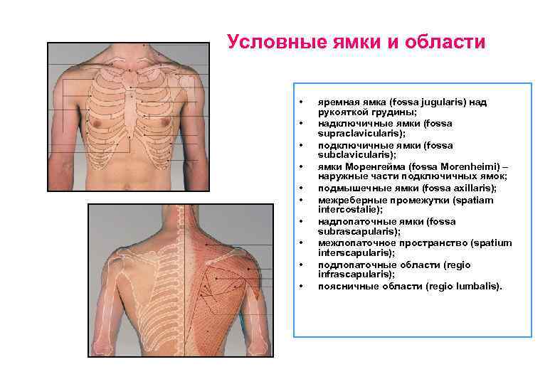 Где у человека яремная впадина