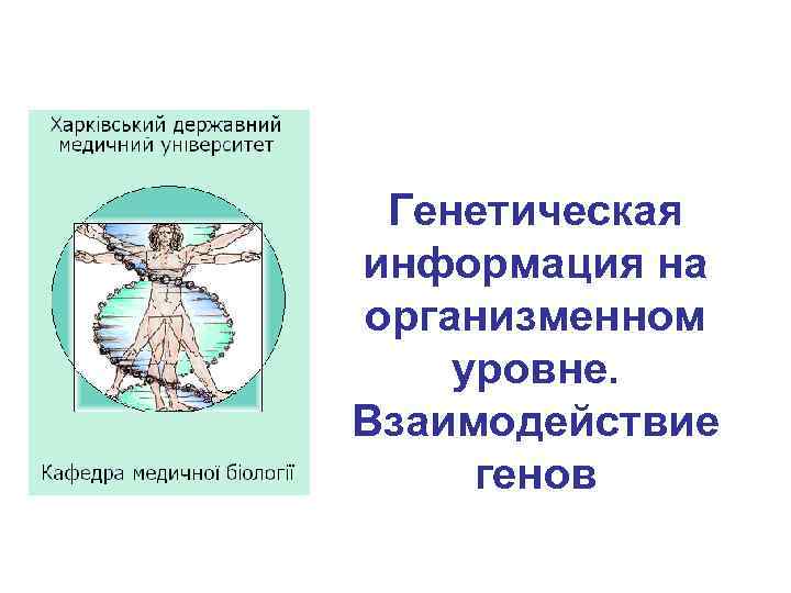 Генетическая информация на организменном уровне. Взаимодействие генов 