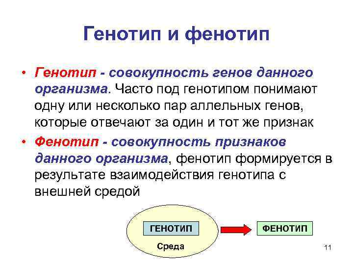 Совокупность всех генов организма