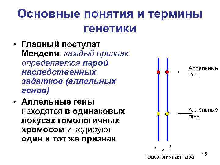 Основные понятия и термины генетики • Главный постулат Менделя: каждый признак определяется парой наследственных