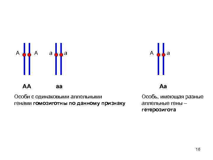 А А АА а а аа Особи с одинаковыми аллельными генами гомозиготны по данному