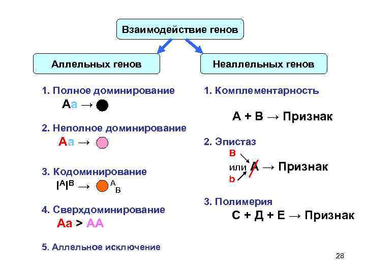 Взаимодействие генов Аллельных генов 1. Полное доминирование Аа → 2. Неполное доминирование Аа →