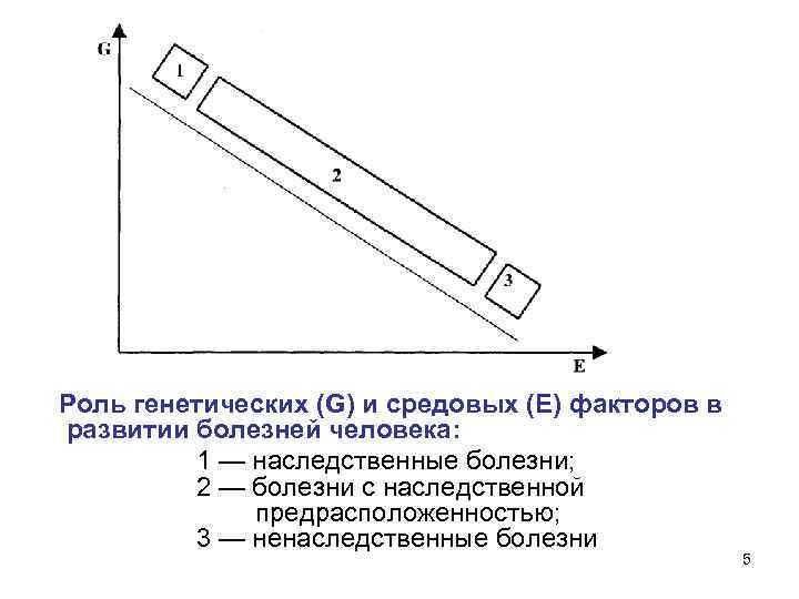 Роль генетических (G) и средовых (Е) факторов в развитии болезней человека: 1 — наследственные