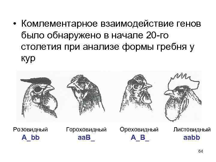  • Комлементарное взаимодействие генов было обнаружено в начале 20 -го столетия при анализе