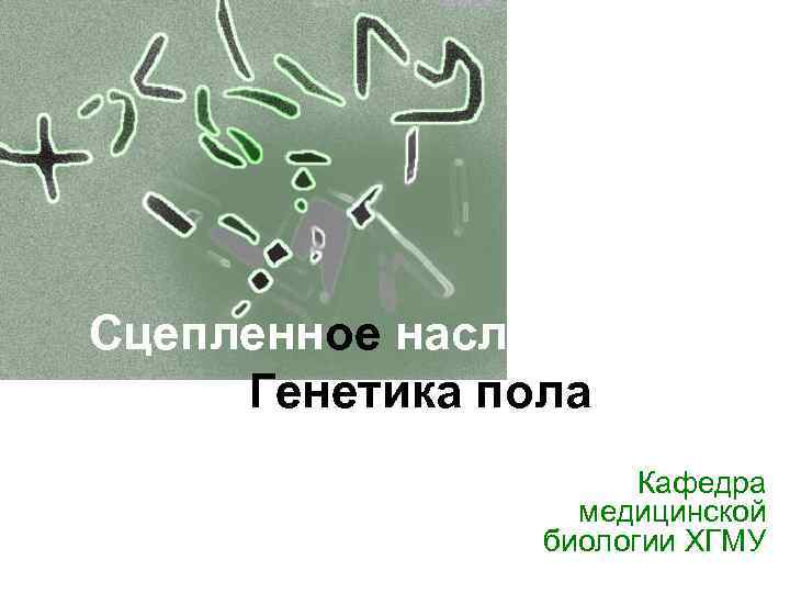 Сцепленное наследование. Генетика пола Кафедра медицинской биологии ХГМУ 