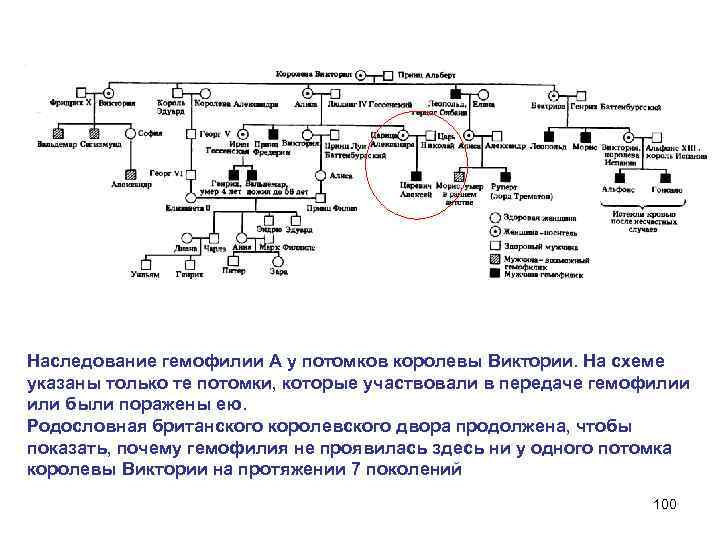 Сколько поколений изображено на схеме