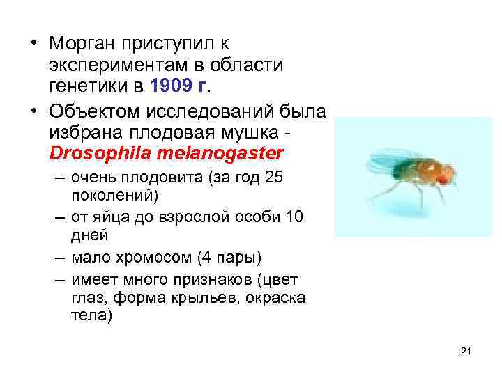  • Морган приступил к экспериментам в области генетики в 1909 г. • Объектом