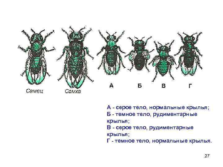 Потомство с нормальными крыльями