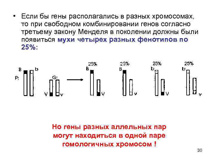 Гены находятся в разных хромосомах. Если гены расположены в разных парах гомологичных хромосом.. Гены в разных хромосомах. Пары генов находятся в разных хромосомах.