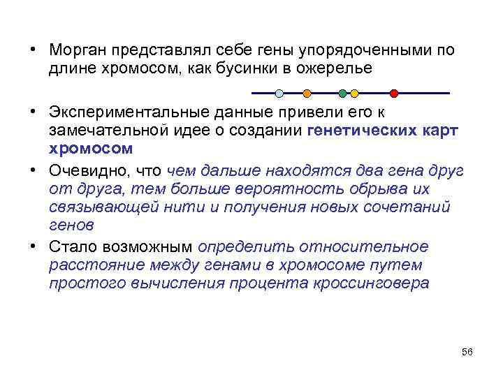  • Морган представлял себе гены упорядоченными по длине хромосом, как бусинки в ожерелье