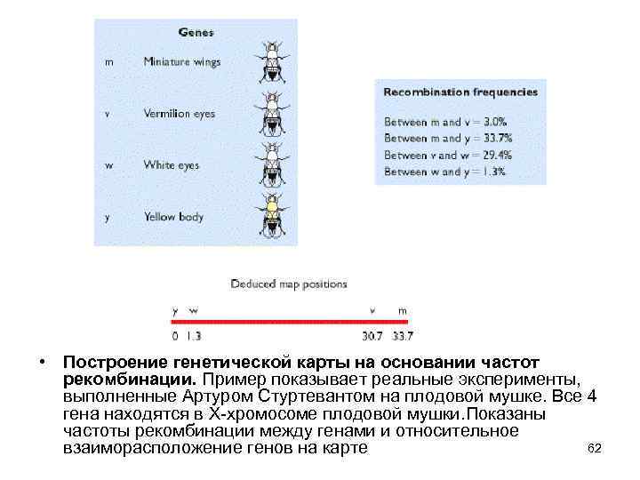  • Построение генетической карты на основании частот рекомбинации. Пример показывает реальные эксперименты, выполненные