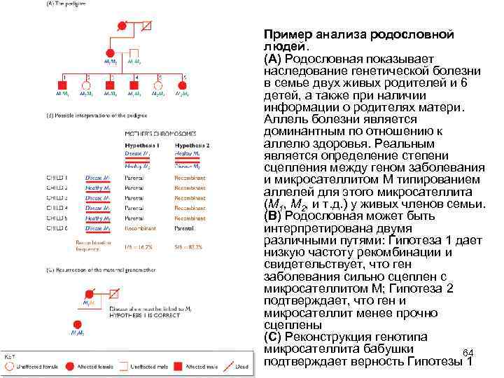  • Пример анализа родословной людей. (A) Родословная показывает наследование генетической болезни в семье