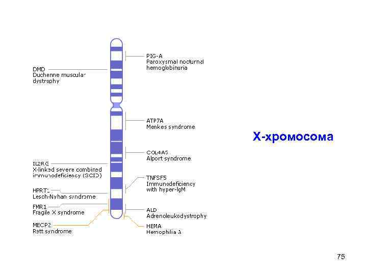 Х-хромосома 75 