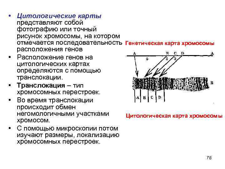 Карта расположения генов в хромосоме