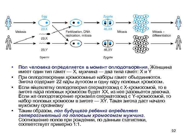 Количество хромосом в яйцеклетке. Зигота гамета набор хромосом. Зигота имеет диплоидный набор хромосом. Набор хромосом зиготы человека. Какой набор хромосом имеет зигота.