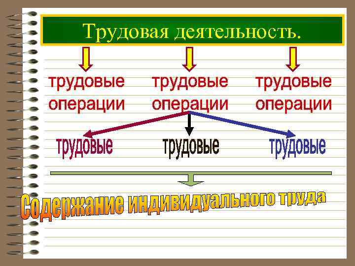 Трудовая деятельность. 