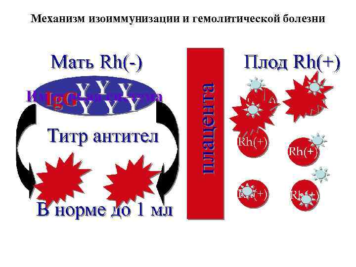 Механизм изоиммунизации и гемолитической болезни 