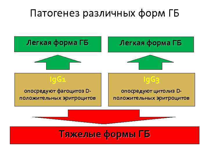 Патогенез различных форм ГБ Легкая форма ГБ Ig. G 1 Ig. G 3 опосредуют